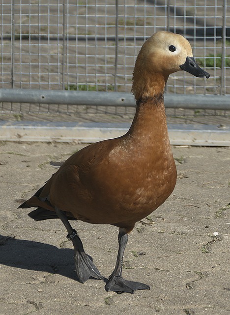 使其逐步实